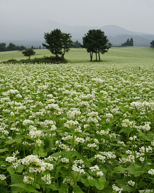 제주의 가을을 제대로 느끼고 싶다면…&#39;가을 제주도 추천 여행지 10곳&#39;