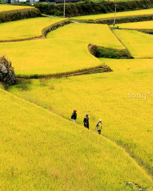 꽃게 제철 맞은 연평도, 양양 남대천, 지리산둘레길 등 10월 추천 전국 여행지 6곳