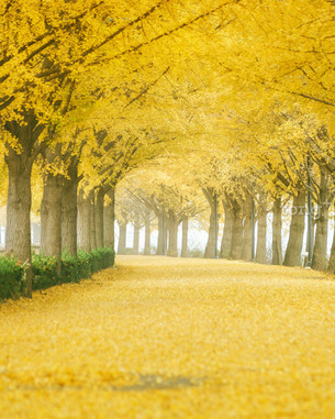 빨간 단풍과 노란 은행잎 사이로 걸어볼까? &#39;10월 걷기 좋은 길 7곳&#39;