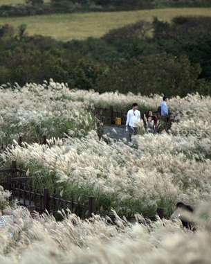 늦가을 제주의 감성 느낄 수 있는 곳… &#39;11월 제주도 추천 여행지 10곳&#39;