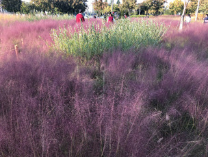 가을에 걷기 좋은 한강공원 산책길 4곳