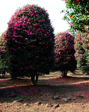 지친 마음 위로 해 줄 제주…&#39;12월 제주도 여행&#39; 간다면 놓치지 말아야 할 10가지