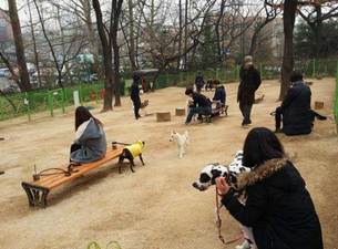 설 연휴에 반려견 데리고 가면 좋은 서울 반려견 놀이터 3곳