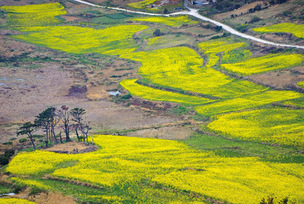 자월도, 외연도, 하화도 등 봄에 가면 봄꽃으로 더욱 아름다운 섬 7곳
