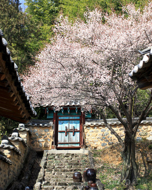 서울 종로, 대구 중구, 천안, 경남 밀양, 전북 군산  등 3월 걷기 좋은 전국의 길 5곳