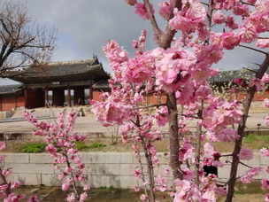 문화재해설사가 추천하는 봄꽃 명소 BEST 6