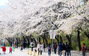 서울 봄꽃 명소 찾나요? 봄나들이하기 좋은 &#39;서울 봄 꽃길 6곳&#39;