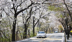 걷는건 싫어! 차에서 봄꽃길 즐길까? 서울 벚꽃길 드라이브 명소 3곳