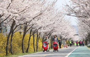 봄에 산책하며 걷기 좋은 서울의 봄 꽃길 6곳