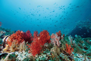 우리나라에서 바다 속 모습이 가장 아름다운 10곳