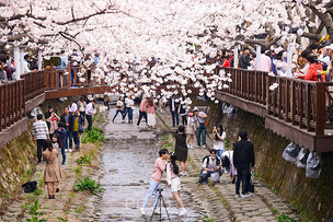 36만 벚꽃 배경으로 ‘인생샷’ 찰칵, 제57회 진해군항제