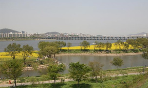 총 42㎞의 봄꽃길…올봄 51일간 열리는 &#39;한강봄꽃축제&#39;