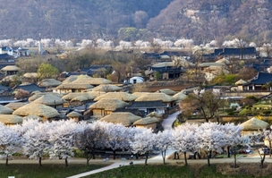 봄꽃으로 눈이 황홀해…안동에서 봄꽃 보기 좋은 명소 9곳