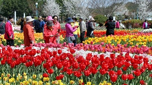 4~5월 충남 태안가면 꼭 가봐야 할 축제 3가지