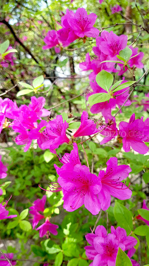 [포토] &#39;울긋불긋&#39; 덕수궁에 찾아온 &#39;봄&#39;