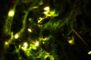 [주말 나들이]  판다, 반딧불이 체험 등 온 가족 함께 &#39;여름방학 동물 탐험&#39; 갈까