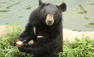 개천절에 단군신화의 주인공 곰을 만나러 &#39;서울대공원&#39; 가볼까