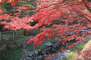[주말 나들이] 오서산 억새밭, 성주산 단풍 등 가을 나들이로 가기 좋은 보령시 관광지 5곳