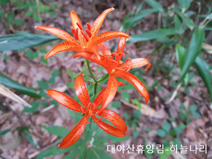 11월 18일 탄생화는 &#39;하늘나리&#39;…꽃말과 의미는?