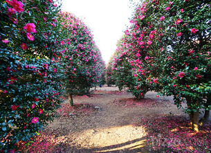 자연풍경 만끽하기 좋은 제주도…겨울에 제주도 풍경 감상하러 간다면 알아둬야 할 명소