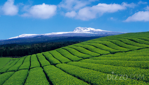 매화축제, 서귀포천문과학문화관, 까페 등 2월에 가보면 좋은 제주도 추천 여행지 