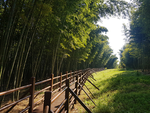 피톤치드 가득한 대나무 숲에서 힐링…국립산림과학원, 120여종 대나무가 전시된 진주 가좌시험림 개방