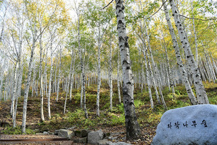 자작나무로 산림욕 효과 좋은 ‘김천 수도산 치유의 숲’, 8월의 국유림 명품숲 선정
