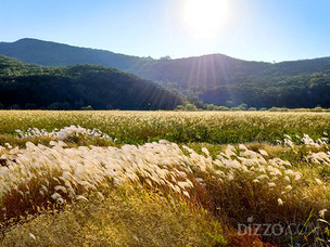 인천 지역 가을 꽃·단풍 즐기러 가 볼만한 명소 7곳