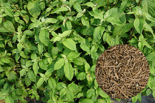 우슬, 천궁, 삼백초…봄철 기운을 북돋는 약초 삼총사