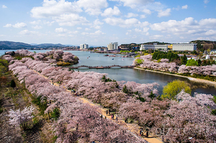 봄꽃 구경과 호캉스를 동시에! 봄꽃 즐기기 좋은 전국 호텔 모음