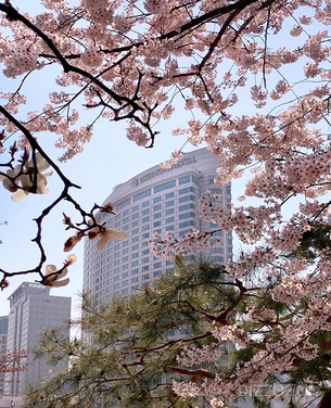 호텔업계, 봄꽃과 호캉스를 함께 즐길 수 있는 &#39;꽃캉스 프로모션&#39; 활발