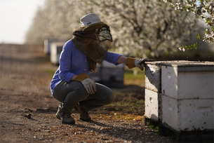 지속적인 아몬드 재배를 위한 공생 노력! 캘리포니아 아몬드 협회의 꿀벌 보호 활동