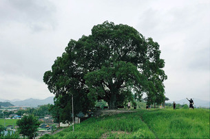 ‘이상한 변호사 우영우’ 속 팽나무, 실제 천연기념물 지정 검토한다
