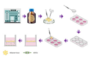 프롬바이오, 지방 유래 줄기세포 분리 방법 등 연구 성과 공개