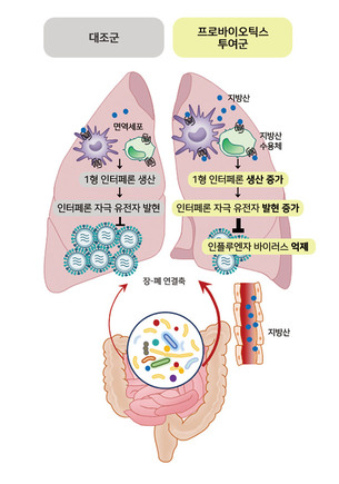 프로바이오틱스, 폐 면역성 높여 인플루엔자 감염 완화 돕는다