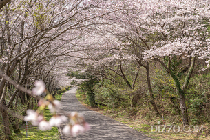 새봄의 정취 가득 느낄 수 있는 아시아 벚꽃 여행지 5선