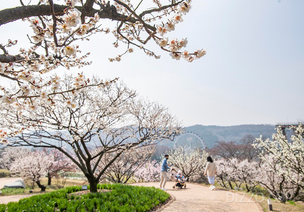 700여 그루 매화나무와 다양한 봄꽃으로 주목받는 '하늘정원길'