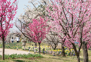 700여 그루 매화나무와 다양한 봄꽃으로 주목받는 &#39;하늘정원길&#39; 