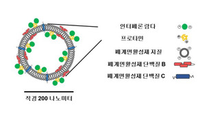 서울대병원-KAIST, 인플루엔자 억제하는 나노입자 치료제 개발