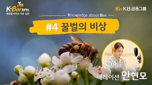 KB금융, 세계 벌의 날 맞아 K-BEE 프로젝트 영상 캠페인 4탄 공개