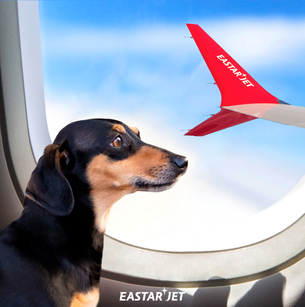 이스타항공, 내달부터 국제선 반려동물 동반 탑승 서비스 개시