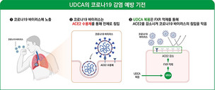 국내 연구팀, 간장약 성분 'UDCA'의 코로나19 감염 예방 효과 확인