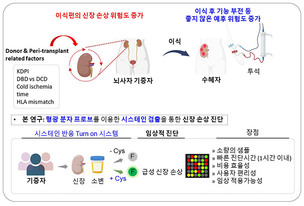 국내 연구진, 뇌사자 공여 신장 손상 진단법 개발&hellip;이식 성공률 향상 기대