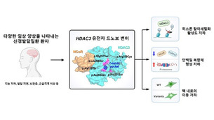 국내 연구진, 신경 발달장애 유발하는 유전자 변이 메커니즘 최초 규명