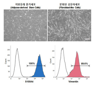 프롬바이오, 매스틱 검 이용한 ‘섬유아세포 분화 유도용 조성물’ 특허 취득