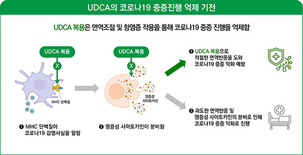 대웅제약, 국제 학술지에 우루사 핵심 성분 ‘UDCA’의 코로나 감염예방 효과 게재