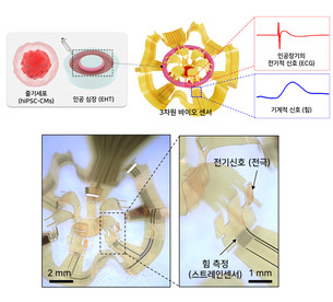 새로운 심혈관 치료법 개발의 장 열어줄 '3차원 바이오 센서' 개발