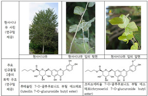 국가 고유 수종 '현사시나무'에서 항염증&middot;항산화 우수한 신규 물질 분리