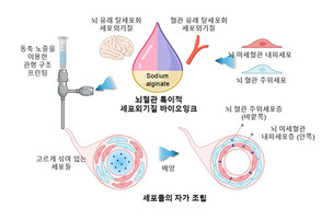 국내 연구팀, 3D 바이오프린팅 기술로 더 정밀해진 '뇌혈관 장벽 모델' 개발