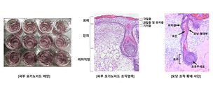 강스템바이오텍, 피부 오가노이드 제작 기술 특허 등록&hellip;동물대체시험 사업화 기반 마련